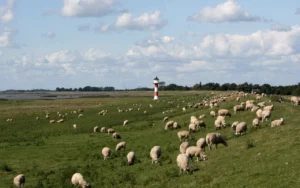 Moutons dans un pré