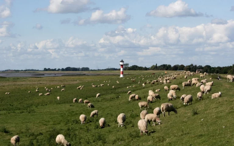 Moutons dans un pré