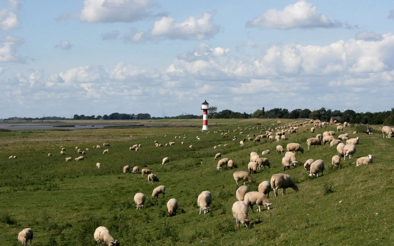 Moutons dans un pré